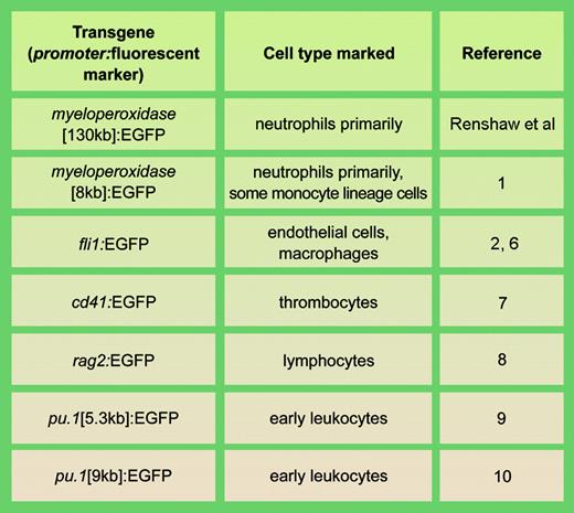 Examples of stable transgenic zebrafish lines with fluorescent cell types involved in actue inflammation. llustration by A. Y. Chen.