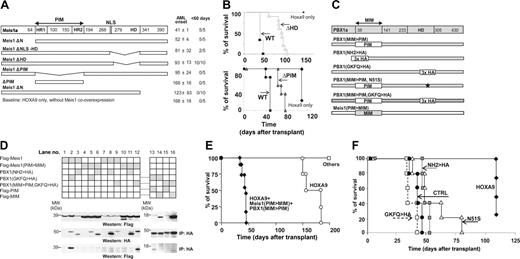 Figure 1. Identification of Meis1 domains implicated in acceleration of HOXA9-induced leukemia. (A) Schematic representation of Meis1 mutants (left), and average onset of AML in recipients of bone marrow cells transduced with the indicated mutants, and HOXA9 (right). (B, top) Survival curves of mice that received a transplant of HOXA9-transduced, HOXA9 plus Meis1–transduced, or HOXA9 plus Meis1ΔHD–transduced bone marrow cells. (Bottom) Survival curves of mice that received a transplant of HOXA9-transduced, HOXA9 plus Meis1–transduced, or HOXA9 plus Meis1ΔPIM–transduced bone marrow cells. (C) Schematic representation of Meis1a and PBX1 domain-swapping mutants. (D) In vitro analysis of interactions between the domain-swapping mutants. (Top blots) Western blot analysis of FLAG-tagged Meis1 and Meis1(PIM>MIM) expression in lysates of 293 cells transfected with vectors expressing the indicated Meis1 and PBX1 mutants. Lysates of cells transfected with vectors indicated at the left of the panel were subjected to immunoprecipitation with anti-HA antibodies. The amount of HA-tagged PBX1 mutants was determined by Western blot analysis with HA antibody (middle blots), and interaction of these proteins with Meis1 was determined using anti-FLAG antibody (bottom blots). (E) Survival curves of mice that received a transplant of HOXA9 or of HOXA9 plus Meis(PIM>MIM) plus PBX1(MIM>PIM) cells. Mice that received cells expressing HOXA9 plus individual swapping mutant (others) survived past the time when majority of HOXA9 recipients succumbed to AML. (F) Survival curves of mice that received a transplant of triply transduced bone marrow cells. □ indicates HOXA9 plus FLAG-Meis1(PIM>MIM) plus PBX1(MIM>PIM, GKFQ>HA); •, HOXA9 plus Meis1(PIM>MIM) plus PBX1(MIM>PIM); ▦, HOXA9 plus FLAG-Meis1(PIM>MIM) plus PBX1(MIM>PIM, NH2>HA); and ▵, HOXA9 plus Meis1(PIM>MIM) plus PBX1(MIM>PIM, N51S).