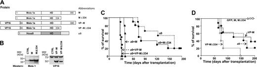 Figure 2. VP16-Meis is independently oncogenic. (A) Schematic representation of Meis1 mutants. (B) Western blot analysis of MEIS1 levels in the transduced GP + E cells. MEIS1 antibody recognizes N-terminal 30 amino acids of MEIS1 (left). VP16 fusion proteins were detected using anti-VP16 antibody (right panel). Nonspecific bands at approximately 70 kDa and approximately 75 kDa on the left and the right panel, respectively, serve as loading controls. (C) Survival curves of mice that received a transplant of HOXA9, HOXA9 plus Meis1, HOXA9 plus Meis1Δ334, HOXA9 plus VP16-Meis1, or HOXA9 plus VP16-Meis1Δ334 cells. (D) Survival curves of mice that received a transplant of HOXA9, VP16-Meis1, or VP16-Meis1Δ334 cells. Note that control HOXA9 mice are the same as in Figure 1C.
