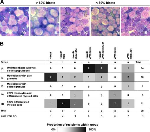Figure 3. Morphologic characterization of leukemias. (A) Representative samples of Wright-stained bone marrow preparations, × 100 magnification. Group I, more than 80% blasts: IA, 2 distinct blast populations; IB, myeloblasts with pale granules; IC, myeloblasts with coarse granules. Group II, less than 80% blasts: IIA, 20% or more monocytes and differentiated myeloid cells; IIB, 20% or more differentiated myeloid cells and less than 20% monocytes. (B) Distribution of leukemias within 5 subgroups defined by index cases presented in panel A. Genotypes of leukemias are listed at the top, subgroup number and its major characteristics are listed to the left, and column numbers are listed at the bottom. Different intensities of shading within the subgroups defined by genotype listed on top of table illustrate proportions of mice within each group with the particular characteristics. White cells indicate 0% of recipients; black cells, 100% of recipients.