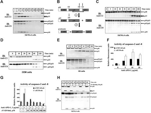 Figure 1. Processing of procaspases-2 and -8 in total cellular lysates on CD95 stimulation. (A) B-lymphoblastoid SKW6.4 cells were treated with 5 μg/mL agonistic anti–APO-1 antibody for indicated periods of time. The cellular lysates were analyzed by immunoblotting using anti–caspase-2 mAbs (anti-C2) and anti–caspase-8 mAbs (anti-C8). (B) Two cleavage steps of procaspase-2 during apoptosis. At the first cleavage step p33 and small catalytical subunit (p12) are formed. As a result of the second cleavage step the CARD-containing prodomain is generated along with the large catalytical subunit. The epitope of anti–caspase-2 mAbs is shown by black arrow. (C) B-lymphoblastoid SKW6.4 cells were treated with 200 ng/mL agonistic anti–APO-1 antibody for indicated periods of time. The cellular lysates were analyzed by immunoblotting using anti–caspase-2 mAbs (anti-C2) and anti–caspase-8 mAbs (anti-C8). (D) CEM cells were treated with 5 μg/mL agonistic anti-CD95 (anti–APO-1) antibody for indicated time points. The cellular lysates were analyzed by immunoblotting using anti–caspase-2 mAbs (anti-C2) and anti–caspase-8 mAbs (anti-C8). (E) H9 cells were treated with 1 μg/mL agonistic anti-CD95 (anti–APO-1) antibody for indicated time points. (F) SKW6.4 cells were treated with 5, 10, and 20 μg/mL agonistic anti–APO-1 antibody for 1 hour. The activities of caspase-2 and -8 in cellular lysates were measured using zVDVAD-afc and zIETD-afc, correspondingly. (G) SKW6.4 cells were pretreated with indicated concentrations of zVAD-fmk for 30 minutes. Subsequently, SKW6.4 cells were stimulated with 1 μg/mL agonistic anti–APO-1 antibody for 1 hour. The activity of caspase-2 and -8 in cellular lysates was measured using zVDVAD-afc and zIETD-afc, respectively. (F-G) Error bars indicate SD. (H) SKW6.4 cells were treated with 1 μg/mL LZ-CD95L for indicated time points. ZVAD-fmk was used, when indicated, in a concentration of 50 μM. The cellular lysates were analyzed by immunoblotting using anti–caspase-2 mAbs (anti-C2) and anti–caspase-8 mAbs (anti-C8).