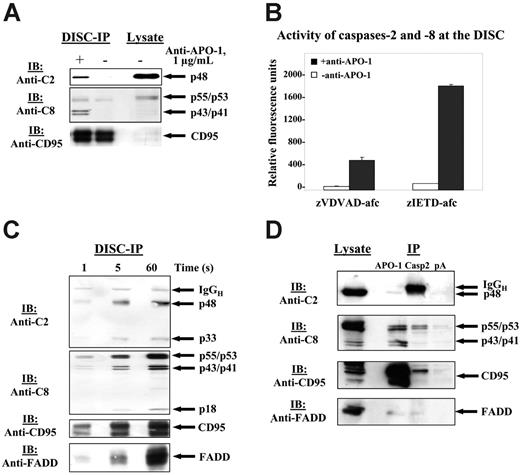 Figure 2. Procaspase-2 is recruited to the CD95 DISC and is catalytically activated at the DISC. (A) HUT78 cells were either stimulated with 1 μg/mL agonistic anti–APO-1 antibody for 5 minutes (+) or left untreated (–). CD95 was immunoprecipitated from 3 × 107 HUT78 cells using anti–APO-1 antibody and Protein-A Sepharose. Immunoprecipitates were subjected to 12% PAAG gels and immunoblotted with anti–caspase-2 mAbs, anti–caspase-8 mAbs C15, anti-CD95 polyclonal antibodies (C20). Total cellular lysates from 106 cells were loaded on the same gel. (B) SKW6.4 cells were stimulated with 1 μg/mL anti–APO-1 antibody for 5 minutes (+) or left untreated (–). CD95 was immunoprecipitated from 5 × 107 SKW6.4 cells using anti–APO-1 antibody and Protein-A Sepharose. Subsequently, washed Protein-A beads were split into 2 halves and incubated for 60 minutes together with zVDVAD-afc or zIETD-afc. Error bars indicate SD. (C) HUT78 cells were stimulated with 1 μg/mL anti–APO-1 antibody for 1, 5, and 60 seconds. Subsequently, the cells were lysed in Triton X-100 buffer, and DISCs were immunoprecipitated with Protein-A Sepharose (30 μL for each sample) without the addition of anti–APO-1. Immunoprecipitates were analyzed using 15% PAAG and subsequent immunoblotting with anti–caspase-2 mAbs, anti–caspase-8 mAbs C15, anti-FADD mAbs, and anti-CD95 polyclonal antibodies C20. (D) SKW6.4 cells were stimulated with LZ-CD95L for 15 minutes, then the cells were lysed. The lysates were divided into 3 equal parts, and immunoprecipitations were performed using anti–APO-1, anti–caspase-2 antibodies, and Protein-A beads as negative control. Lysates from the same experiments were used as a positive control. Immunoprecipitates were subjected to 12% PAAG gels and immunoblotted with anti–caspase-2 mAbs, anti–caspase-8 mAbs C15, and anti-CD95 polyclonal antibodies (C20).