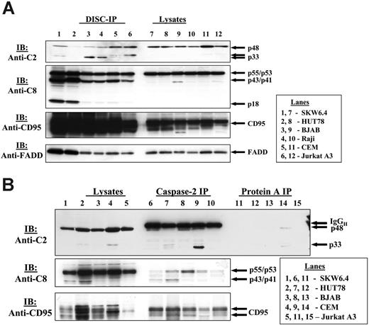 Figure 3. Procaspase-2 is present at the CD95 DISC of different human cell lines. (A) SKW6.4, HUT78, BJAB, Raji, CEM, Jurkat A3 cells were stimulated with LZ-CD95L. CD95 was immunoprecipitated from 3 × 107 cells using anti–APO-1 antibody and Protein-A Sepharose. Immunoprecipitates along with total cellular lysates were subjected to 12% PAAG gels and immunoblotted with anti–caspase-2 mAbs, anti–caspase-8 mAbs C15, anti-FADD mAbs, and anti-CD95 polyclonal antibodies C20. (B) SKW6.4, HUT78, BJAB, CEM, and Jurkat A3 cells were stimulated with LZ-CD95L, which was followed by caspase-2 immunoprecipitation.