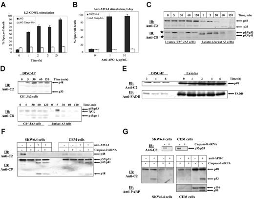Figure 4. Procaspase-2 does not initiate apoptosis in the absence of procaspase-8. (A) Caspase-8–deficient Jurkat A3 cells and parental Jurkat A3 cells were stimulated with LZ-CD95L for indicated periods of time. Cell death was measured by FACS using FSC/SCC. (B) Caspase-8–deficient Jurkat A3 cells and SKW6.4 cells were stimulated with indicated concentrations of anti–APO-1 for 24 hours. Cell death was measured by FSC/SCC. (A-B) Error bars indicate SD. (C) Caspase-8–deficient Jurkat A3 cells and parental Jurkat A3 cells were stimulated with LZ-CD95L for indicated periods of time. The total cellular lysates were analyzed by immunoblotting using anti–caspase-2 mAbs (anti-C2) and anti–caspase-8 mAbs (anti-C8). Unspecific bands, recognized by the anti–caspase-8 antibody in caspase-8–deficient Jurkat cells, are marked by stars. (D) Caspase-8–deficient and parental Jurkat A3 cells were stimulated with LZ-CD95L for indicated periods of time. CD95 was immunoprecipitated from 5 × 107 cells using anti–APO-1 antibody with Protein-A Sepharose. Immunoprecipitates were subjected to 12% PAAG gels and immunoblotted with anti–caspase-2 mAbs and anti–caspase-8 mAbs C15. (E) Caspase-8–deficient Jurkat A3 cells were stimulated with LZ-CD95L for 1, 3, 4, and 6 hours. CD95 DISCs were immunoprecipitated from 3-, 4-, and 6-hour time points. Immunoprecipitates along with total cellular lysates were analyzed using immunoblotting with anti–caspase-2 mAbs and anti-FADD mAbs. (F) SKW6.4 and CEM cells were silenced using caspase-2 siRNA. Processing of procaspase-8 in these cells was analyzed after stimulation with 1 μg/mL anti–APO-1 for 1 hour. (G) SKW6.4 and CEM cells were silenced using caspase-8 siRNA. Processing of procaspase-2 as well as PARP cleavage were analyzed after stimulation with 1 μg/mL anti–APO-1 for 1 hour.