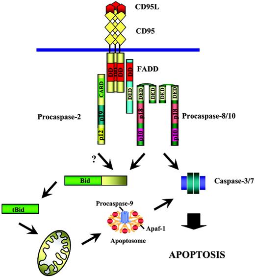 Figure 5. Procaspase-2 in the CD95 signaling. Procaspase-2 is recruited to the DISC, which is followed by its activation at the DISC. Following activation at the DISC caspase-2 likely cleaves Bid, followed by translocation of tBid to mitochondria, with Cytochrome C release from mitochondria triggering the following apoptotic cascade.