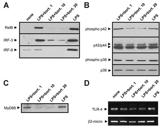 Figure 7. Bortezomib impairs TLR signaling cascades in DCs. Peripheral blood adherent monocytes were cultured with GM-CSF and IL-4 for 6 days. Subsequently, cells were incubated with the indicated concentrations of bortezomib (in ng/mL) for 8 hours before 100 ng/mL LPS was added to the culture medium. Sixteen hours later, cells were harvested and used for nuclear extracts (A) or whole-cell lysate (B-C) preparation. Nuclear-localized RelB, IRF-3, and IRF-8 (A) and the phosphorylation state of ERK and p38 (B) as well as MyD88 levels (C) were detected by immunoblotting. Equal protein loading was confirmed by staining with ponceau S. (D) RNA was isolated from DCs that were obtained from adherent monocytes by culture with GM-CSF and IL-4 and thereafter stimulated with LPS with or without bortezomib as in panel A. Thereafter, cDNA was synthesized and used for semiquantitative PCR amplification of TLR4 and β2m cDNA.