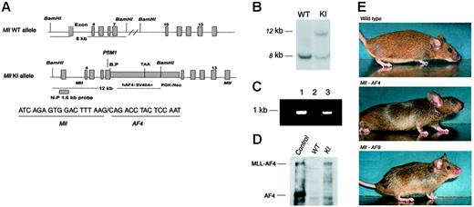 Figure 1. Construction of the Mll-AF4 KI allele and characterization of targeted ES cells. (A) A diagrammatic description of the KI allele. The top map represents the Mll wild-type allele, indicating the 8-kb fragment detected by N-P1.6 probe. The bottom map represents the Mll-exon7-AF4–targeting allele, indicating the position of the Mll-AF4 breakpoint, PGK-Neo cassette, and a 12-kb fragment detected by N-P1.6 probe in Southern blotting. The Mll-AF4 breakpoint and junction sequence are also shown. (B) Southern blotting analysis of wild-type and targeted ES cells. The 8-kb wild-type (WT) band and 12-kb KI band are indicated. (C) Detection of Mll-AF4 fusion gene by PCR. PCR was performed with gDNA from ES cells with KI allele (lane 1), wild-type ES cells (lane 2), and a representative Mll-AF4 mouse (lane 3). The 5′ primer of Mll exon 6 and 3′ primer of human AF4 amplified a 930-bp Mll-AF4 fragment in lanes 1 and 3. (D) Expression of Mll-AF4 fusion protein in targeted ES cells detected by Western blotting. The 240-kDa Mll-AF4 fusion protein was detected in targeted ES cells. A cell line transfected with MLL-AF4 DNA was used as positive control. (E) Mll-AF4, Mll-AF9, and wild-type mouse at the age of 5 weeks. Mll-AF4 mice have a shortened face and large ears. Mll-AF9 mice have a more pointed face and large ears.