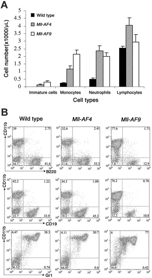 Figure 2. Cell types in blood and bone marrow of young wild-type, Mll-AF4, and Mll-AF9 mice. (A) The total numbers of immature cells, monocytes, neutrophils, and lymphocytes in the blood of young wild-type, Mll-AF4, and Mll-AF9 mice. The numbers were calculated by multiplying total WBC counts with percentage of each cell type and expressed as cell numbers per microliter peripheral blood. The error bars represent SEMs. (B) Immunophenotype of nucleated cells in the bone marrow of young Mll-AF4, Mll-AF9, and wild-type mice. Phenotypic analysis of bone marrow cells from representative 5- to 8-week-old Mll-AF4, Mll-AF9, and wild-type mice was performed by FACS.