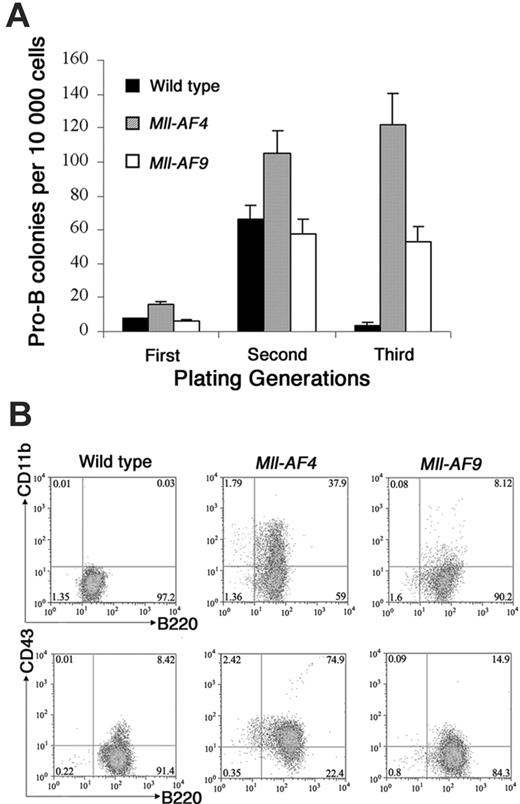 Figure 3. Mll-AF4 marrow progenitor cells expressed myeloid and lymphoid markers (B220, CD43, and CD11b) when grown under pro-B lymphoid conditions. (A) Colonies from young (5- to 8-week-old) mice. Bone marrow cells from wild-type (n = 8), Mll-AF4 (n = 7), and Mll-AF9 (n = 8) mice were plated in methylcellulose medium under lymphoid conditions for 3 generations. The error bars represent SEMs. (B) Representative results of multiparameter FACS analysis on pooled cells from the methylcellulose culture of the third generation under lymphoid conditions.