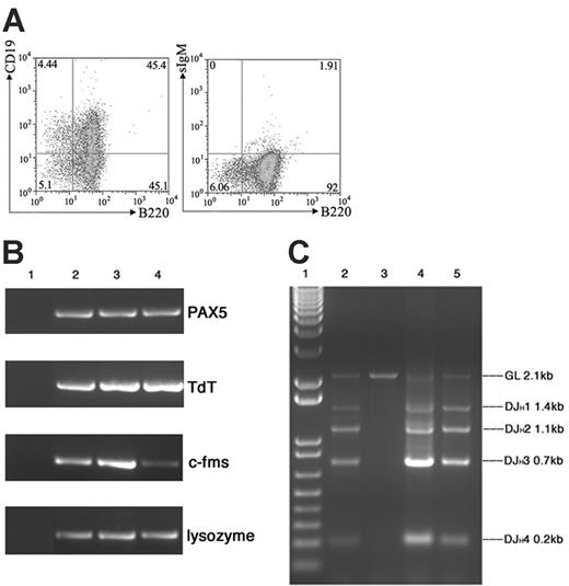 Figure 4. Marrow cells from Mll-AF4 mice expressed additional lymphoid (CD19, PAX5, TdT, DH-JH but not sIgM) and myeloid markers (c-fms and lysozyme) when cultured under pro-B culture conditions. (A) FACS analysis of B220/CD19 and B220/sIgM. (B) PAX5, TdT, c-fms, and lysozyme expression detected by RT-PCR. Lane 1, H2O control; lane 2, mouse spleen cells as control; lanes 3-4, bone marrow cells from 2 Mll-AF4 mice cultured for 21 days. (C) Immunoglobulin DH-JH heavy-chain rearrangement detected by PCR. Lane 1, molecular weight marker; lane 2, mouse spleen DNA as control; lane 3, mouse kidney DNA as control; and lanes 4-5, DNA of bone marrow cells from 2 Mll-AF4 mice cultured for 21 days.