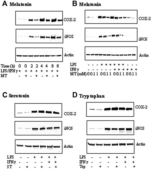 Figure 1. Melatonin (MT) but not tryptophan (Trp) or Serotonin (ST) inhibited COX-2 and iNOS protein levels. (A) Time-dependent inhibition by MT. RAW 264.7 cells were treated with MT (1 mM) for 30 minutes followed by LPS (2 μg/mL) combined with IFNγ (400 U/mL) (LPS/IFNγ) for up to 8 hours, and, at indicated time points, cells were lysed and COX-2 and iNOS in the cell lysates were analyzed by Western blotting. Actin was measured to serve as control. (B) Concentration-dependent inhibition of COX-2 and iNOS proteins by MT. Cells were treated with MT at 0.1 to 1 mM for 30 minutes followed by LPS, IFNγ, or LPS/IFNγ for 8 hours. Cells were homogenized and COX-2, iNOS, and actin were measured by Western blotting. (C-D) Neither serotonin nor tryptophan inhibited COX-2 or iNOS proteins. RAW 264.7 cells were treated with ST (1 mM) or Trp (1 mM) for 30 minutes followed by LPS, or LPS/IFNγ for 8 hours. COX-2, iNOS, and actin were analyzed by Western blotting. Each panel of figures is representative of data from 3 separate experiments.
