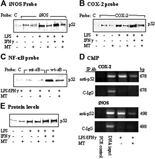 Figure 3. Inhibition of p52 DNA binding by MT. (A-C) RAW 264.7 cells were pretreated with MT (1 mM) for 30 minutes followed by LPS or LPS/IFNγ for 8 hours. Nuclear extracts from cells were incubated with (A) a biotinylated iNOS promoter probe corresponding to sequence + 1 to –1168, (B) a COX-2 promoter probe (–30/–508), or (C) a 22-bp κB-containing probe, a 22-bp κB-mutant probe, and a 22-bp control probe, which does not contain any known enhancer element (please see “Materials and methods” for their sequences). The DNA-protein complexes were pulled down with streptavidin-agarose beads, and p52 in the complex was analyzed by Western blots using a specific antibody. C denotes control probe; iNOS, iNOS promoter probe; COX-2, COX-2 promoter probe; mt-κB, mutant κB probe; and wt-κB, wild-type κB probe. (D) ChIP analysis of p52 binding to a 678-bp COX-2 or 498-bp iNOS promoter region. C-IgG refers to immunoprecipitation of chromatin with a non–immune IgG. Cell treatment protocol was identical to that described in panels A-C. (E) p52 protein levels in nuclear extracts in panels A-C were determined by Western blots. Each figure is representative of 2 to 3 experiments with similar results.