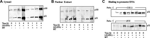 Figure 4. Kinetic analysis of p100 and p52 proteins. (A) Cytosol and (B) nuclear extracts of RAW 264.7 cells stimulated with LPS/IFNγ for 8 hours in the presence or absence of MT. (C) Kinetics of p52 binding to biotinylated COX-2 or iNOS promoter probe.