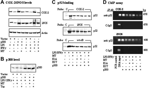 Figure 5. Melatonin abrogated p300-augmented COX-2 or iNOS proteins and p52 DNA binding stimulated by LPS/IFNγ. (A-B) RAW 264.7 cells transfected with p300 or control vectors were treated with MT or Trp for 30 minutes followed by LPS or LPS/IFNγ for 8 hours. COX-2, iNOS, and p300 protein levels were analyzed by Western blotting. (C) Cells were cotransfected with p300 and E1A as described in “Materials and methods,” or transfected with p300 followed by treatment with roscovitine (RST, 25 μM) for 30 minutes with or without MT. Binding of nuclear extract p52 to COX-2 or iNOS promoter probe or control probe was analyzed by streptavidin-agarose pulldown assay. (D) Cells were treated by an identical protocol as described in panel C. Chromatin was immunoprecipitated by a p52 antibody (anti-p52) or non–immune IgG (C-IgG). The targeted promoter regions of COX-2 and iNOS were amplified by PCR.