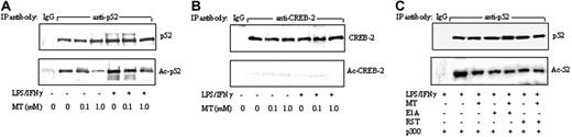 Figure 7. Melatonin inhibited p52 acetylation. (A-B) Nuclear extracts prepared from RAW 264.7 cells treated with LPS/IFNγ in the presence or absence of MT were immunoprecipitated with a p52 antibody (anti-p52) or non–immune IgG (IgG). Acetylated p52 (Ac-p52) was analyzed by Western blots using an acetyl-lysine antibody. To serve as a control, CREB-2 was immunoprecipitated with a CREB-2 antibody, and Ac-CREB-2 was analyzed by Western blots using acetyl-lysine antibody. (C) Cells were treated by E1A or roscovitine (RST) according to procedures described in Figure 5. Ac-p52 in immunoprecipitates was analyzed as described above.