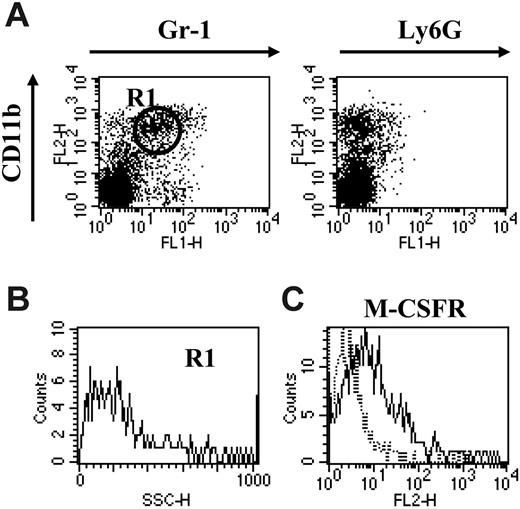 Figure 2. Anti–Gr-1 treatment specifically depletes the granulocytic fraction of splenic CD11b+Gr-1+cells. (A) BW-Sp3 late progressors (tumor diameter ± 20 mm), 5 to 7 weeks after inoculation, were injected intraperitoneally with 100 μg purified and LPS-free anti–Gr-1 antibodies, and 24 hours later splenocytes were stained with PE-labeled anti-CD11b and FITC-labeled anti–Gr-1 or anti-Ly6G. Surface staining profiles are represented in dot plots. (B) SSC profile of cells gated in R1. (C) Cells prepared in panel A were incubated with purified anti-MCSFR, followed by PE-labeled anti–rat IgG and FITC-labeled anti–Gr-1. Histograms represent isotype (dotted line) and M-CSFR–specific (full line) staining on the Gr-1int–gated population. Profiles shown in panels A-C are representative of one anti–Gr-1–treated spleen of 4 investigated.