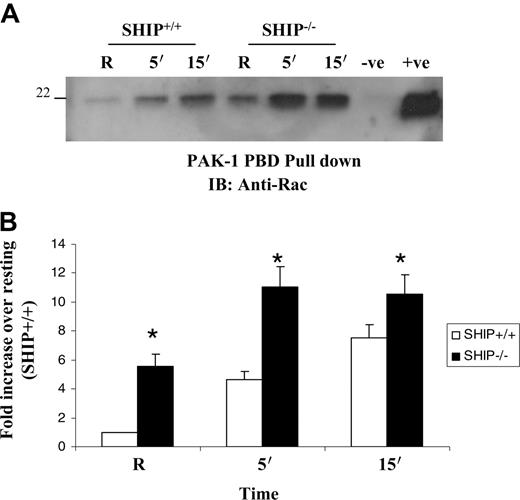 Figure 2. FcγR-induced Rac activation is enhanced in SHIP-deficient macrophages. (A) SHIP+/+ and SHIP–/– macrophages were activated by clustering Fcγ receptors for the indicated time points. GTP-bound Rac was captured with PAK-1 PBD beads as bait from protein-matched cell lysates and visualized by Western blotting with anti-Rac antibody. Unhydrolizable GTP and GDP analogs (obtained from Chemicon International) were used as positive and negative controls, respectively. (B) Fold induction of GTP Rac in the activated samples over resting (R). The graph represents mean and SEM of 3 independent experiments. Data were analyzed by Student t test (*P ≤ .05).