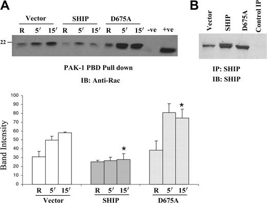 Figure 3. Overexpression of wild-type SHIP downregulates FcγR-induced Rac activation. (A) Raw 264.7 cells were retrovirally infected using vector alone, wild-type SHIP, or catalytic-deficient D675A SHIP. GTP-bound Rac was measured in these transfectants after FcγR clustering. The bottom panel represents the band intensity of the Rac GTP. Values obtained from 3 independent experiments are represented as mean and SEM. (B) The stable transfectants were analyzed for SHIP expression by immunoprecipitating SHIP with rabbit polyclonal SHIP antibody and immunoblotting with SHIP antibody. The last lane is a control immunoprecipitate (IP) with normal rabbit serum. Data were analyzed by the Student t test (*P ≤ .05).