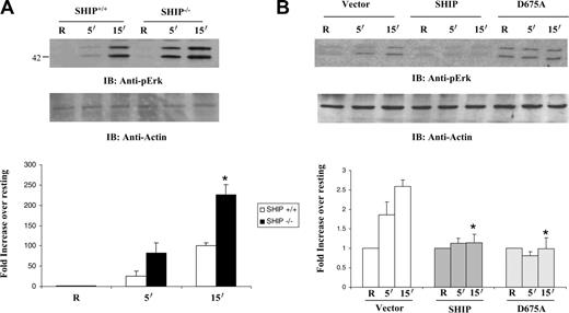 Figure 6. SHIP downregulates FcγR-induced activation of Erk. (A) SHIP+/+ and SHIP–/– macrophages were activated by clustering Fcγ receptors for the indicated time points. Protein-matched lysates were probed with anti-phospho–ERK and reprobed with antibody against actin (bottom panel). The graph shown below is a quantitative estimate of Erk phosphorylation and represents the mean and SEM of values obtained from 3 independent experiments. Data were analyzed by Student t test. *P ≤ .05. □ indicates SHIP+/+; ▴, SHIP–/–. (B) Erk phosphorylation was likewise measured in stable transfectants overexpressing vector alone, wild-type SHIP, or catalytic-deficient D675A SHIP.