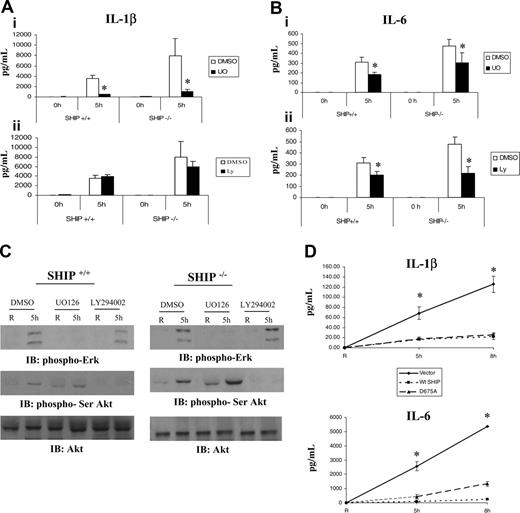 Figure 7. SHIP downregulates FcγR-induced IL-1β and IL-6 production through the inhibition of PI3K and Ras/MAPK pathways. SHIP+/+ and SHIP–/– macrophages were treated with either Me2SO (DMSO), 10 μM LY294002, or 2.5 μM UO126 for 30 minutes at 37°C prior to stimulation with heat-aggregated IgG. (A) The levels of IL-1β in cells treated with DMSO or UO126 (i) and IL-1β in cells treated with DMSO or LY294002 (ii) were measured by ELISA. The graphs represent the mean and SEM of values obtained from 3 independent experiments. Data were analyzed by Student t test. *P ≤ .05. (B) The levels of IL-6 in supernatants of cells treated with DMSO or UO126 (i) and cells treated with DMSO or LY294002 (ii) were measured by ELISA. The graphs represent the mean and SEM of values obtained from 3 independent experiments. Data were analyzed by Student t test. *P ≤ .05. (C) Protein-matched lysates were analyzed by Western blotting with phospho-Erk antibody (top panels). Parallel samples were probed with antiphospho serine Akt antibody (middle panels), and the membrane was reprobed with anti-Akt antibody (bottom panels). (D) Raw 264.7 stable transfectants overexpressing vector alone, wild-type SHIP, or catalytic-deficient D675A SHIP were stimulated with heat-aggregated IgG. Production of IL-1β and IL-6 was analyzed by measuring lysates and supernatants, respectively, by ELISA at 5 hours and 8 hours after stimulation. Data were analyzed by Student t test. *P ≤ .05.