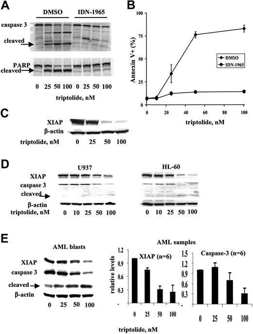 Figure 3. Triptolide reduced the XIAP level and induced caspase-dependent cell death in leukemic cells. OCI-AML3 cells at a density of 0.2 × 106/mL were treated for 24 hours with various concentrations of triptolide in the absence or presence of the general caspase inhibitor IDN-1965 (20 μM). (A) Caspase-3 activation and PARP cleavage were analyzed by Western blot. (B) Cell viability was determined by annexin V staining with PI. (C) XIAP levels were analyzed by Western blot. (D) U937 and HL60 cells at a density of 0.2 × 106/mL and (E) AML blasts (n = 6) at a density of 1 × 106/mL were treated for 24 hours with various concentrations of triptolide. XIAP and caspase-3 protein levels were determined by Western blot.
