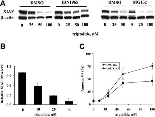Figure 4. Triptolide-induced cell death is mediated, at least in part, through XIAP down-regulation. (A) OCI-AML3 cells at a density of 0.2 × 106/mL were treated with various concentrations of triptolide for 24 hours in the presence or absence of the caspase inhibitor IDN-1965 (20 μM) or the proteasome inhibitor MG132 (0.2 μM). The XIAP protein level was determined by Western blot. (B) OCI-AML3 cells at a density of 0.2 × 106/mL were treated for 24 hours with various concentrations of triptolide. RNA was isolated, and the XIAP RNA level was determined by TaqMan RT-PCR. (C) U937neo and U937XIAP cells at a density of 0.2 × 106/mL were treated for 24 hours with various concentrations of triptolide. Cell death was determined by annexin V staining with PI.
