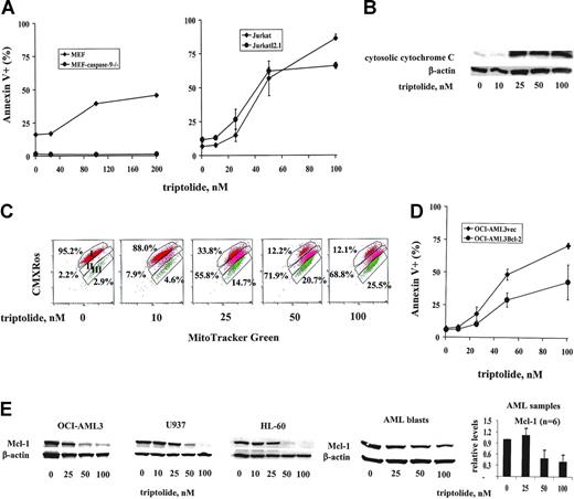 Figure 5. Mitochondria- not death receptor–mediated caspase activation is essential for triptolide-induced cell death. (A) MEFs, MEFs deficient in caspase-9 (MEF-caspase-9–/–), Jurkat cells, and Jurkat cells deficient in caspase-8 (JurkatI2.1) were treated with the indicated concentrations of triptolide for 24 hours. Cell death was determined by annexin V staining with PI. (B) Measurement of cytosolic cytochrome C by Western blot of OCI-AML3 cells treated with triptolide for 24 hours. (C) Determination of MMP by CMXRos-MitoTracker Green staining and flow cytometry analysis of OCI-AML3 cells treated with triptolide for 24 hours. Area I represents the cells with intact mitochondria; area II; cells with partial loss of MMP; and area III, complete loss of MMP. (D) OCI-AML3vec and OCI-AML3Bcl-2 cells at a density of 0.2 × 106/mL were treated for 24 hours with various concentrations of triptolide. Cell death was determined by annexin V staining with PI. (E) Mcl-1 levels in OCI-AML3, U937, and HL-60 cells and cells from patients with AML (n = 6) treated with triptolide for 24 hours determined by Western blot.