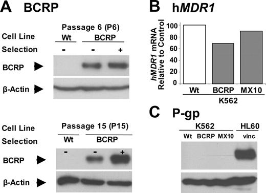 Figure 1. Effect of selection with mitoxantrone on BCRP and MDR1 expression. (A) The effect of mitoxantrone selection on BCRP expression. K562/BCRP cells were selected with 10 nM of mitoxantrone for 1 hour immediately prior to each passage. BCRP expression was determined by Western blots. Forty micrograms of total protein lysates was loaded onto each lane. Blots were probed with the BXP-21 antibody to BCRP. Wt indicates wild type. (B-C) The effect of mitoxantrone selection on MDR1 mRNA and P-gp expression was examined by quantitative RT-PCR (qRT-PCR) (B) or Western blot, using the F4 antibody to P-gp (C), respectively. For panel B, each bar represents the mean value (n = 2). HL60/vinc cells, which are known to overexpress P-gp, were used as positive controls.