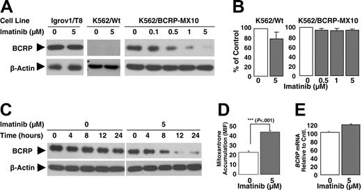 Figure 5. Characterization of BCRP downregulation by imatinib. (A,C) Cells were exposed to imatinib under the concentrations indicated at 37°C for 14 hours (A) or the times indicated (C). Total cell lysates were then extracted and subjected to Western blotting. These Western blots represent 3 individual experiments done on different days. (B) Cell growth relative to control (without imatinib) was determined by counting cell number with a Coulter Counter (n > 3). (D) Effects of pre-exposure to imatinib on BCRP function. K562/BCRP-MX10 cells were cultured with 0 or 5 μM imatinib for 14 hours, and then the cells were washed free of drug and cultured for an additional 80 minutes in fresh medium containing 10 μM mitoxantrone. At this point, intracellular mitoxantrone content was determined using flow cytometry. Each bar represents the mean value ± SEM for 4 individual experiments. The difference between imatinib-treated and control cells was evaluated by Student t test. (E) Relative BCRP mRNA expression was quantified by 4 individual qRT-PCR experiments. Each vertical bar represents the mean value ± SEM.