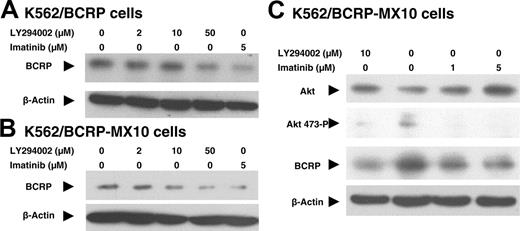 Figure 6. Effect of imatinib or LY294002 on BCRP expression and Akt expression or phosphorylation. (A-B) Effects on BCRP expression. K562/BCRP (A) and K562/BCRP-MX10 cells (B) were exposed to LY294002 or imatinib for 14 hours at 37°C. Total cell lysates were extracted and then 40 μg of total cell lysates was subjected to Western blotting. These Western blots represent 3 individual experiments. (C) Effects on Akt expression and phosphorylation. K562/BCRP-MX10 cells were exposed to imatinib or LY294002 for 14 hours at 37°C. Total cell lysates were then extracted and subjected to Western blotting for Akt or phospho-Akt (S473) protein. Forty micrograms of cell lysate was loaded onto each lane. These Western blots are representative of 3 individual experiments done on different days.