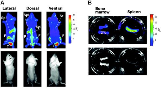 Figure 1. Bioluminescence imaging of G1-HRD-luc mouse. (A) G1-HRD-luc expression under steady state conditions. The relative light intensity emitted from the mouse was quantified by imaging analysis software according to the color scale (photons per second) shown on the right. Bioluminescent images (top panels) and their corresponding black-and-white photographs (bottom panels) of the lateral (left), dorsal (middle), and ventral (right) views are shown. Spl indicates spleen; F, femur; Spi, spine; St, sternum; T, testis. (B) Ex vivo bioluminescent images of isolated bone marrow (left) and spleen (right) from G1-HRD-luc mice. For the imaging of bone marrow, both ends of the 2 femoral bones were cut and put into luciferin. Bioluminescent image (top panel) and its corresponding black-and-white photograph (bottom panel) are shown.
