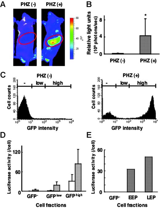 Figure 2. Correlation between G1-HRD-luc and G1-HRD-GFP expression in normal and anemic mice. (A) Bioluminescent images of G1-HRD-luc/G1-HRD-GFP mice treated with PHZ (right) or vehicle (left). Mice were injected intraperitoneally with PHZ or vehicle on days 1 and 2 and imaged on day 5. Areas encircled on the images represent the areas, including the spleen, processed for quantitative analysis. (B) Quantification of the luciferase signal from areas including the spleen, as shown in panel A. Mean signal intensities from PHZ-treated (n = 3) and untreated (n = 3) mice on day 5 are shown. *P < .5 compared with untreated control. (C-E) G1-HRD-luc/G1-HRD-GFP mice treated with PHZ or vehicle were killed on day 5, and spleen cells were examined. (C) GFP intensities of splenic mononuclear cells prepared from PHZ-treated (right panel) and untreated (left panel) mice. (D) Luciferase activities of whole-cell extracts from splenic mononuclear cells in GFP–, GFPlow, and GFPhighfractions. Each bar represents the average luciferase activity divided by the cell number in PHZ-treated (▦, n = 3) and untreated (□,n = 3) cells. Error bars indicate SD. (E) Luciferase activities in GFP–, EEP, and LEP fractions from untreated splenic mononuclear cells.