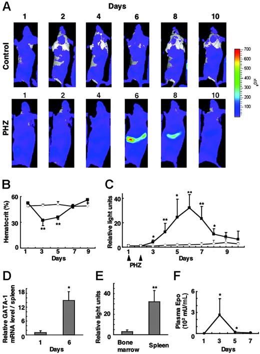Figure 4. G1-HRD-luc expression after PHZ treatment. (A) Serial imaging of G1-HRD-luc mice after PHZ treatment. Mice were treated with PHZ or vehicle on days 1 and 2. Bioluminescent images were taken of mice treated with PHZ (bottom panels) or vehicle (top panels) from day 1 to day 10. (B) Average change in the hematocrit of PHZ-treated (▴, n = 5) and vehicle-treated (⋄, n = 6) mice. (C) Average change in the photon output from PHZ-treated (▴,n = 6) or PBS-treated (⋄, n = 5) spleens. G1-HRD-luc activity on day 1 was set to 1 in each group. (D) Abundance of GATA-1 mRNA in the spleen of PHZ-treated mice (n = 4) on days 1 and 6. GATA-1 mRNA levels in the spleen were quantified by Northern blot analysis and normalized to the level of G3PDH mRNA (n = 4). (E) Induction of G1-HRD-luc activity in PHZ-treated mice from areas including femoral bone marrow (n = 4) and spleen (n = 7). Bioluminescent signals on day 6 were quantified and divided by those on day 1. (F) EPO concentrations in plasma prepared from PHZ-treated mice (n = 3) from days 1 to 7. Error bars indicate SD. *P < .05 and **P < .01 compared with untreated control.