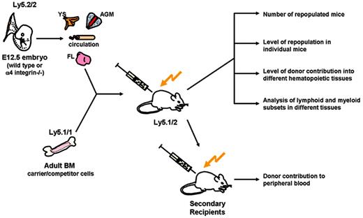 Figure 3. Experimental design. Cell suspensions prepared from embryonic (wild-type or α4 integrin–/–) tissues were cotransplanted with competitor wild-type BM cells intravenously into adult irradiated recipients. Primary recipients were analyzed using various approaches. Repopulation activity was assessed by 2 different (but complementary) criteria: (1) the number of recipient mice repopulated, and (2) the level of repopulation of individual mice (≥ 5%). Colonization capacity was assessed by donor repopulation of different recipient tissues. Differentiation capacity was assessed by the analysis of lymphoid and myeloid cell subsets in recipient hematopoietic tissues. Serial transplantations of α4 integrin–/– BM cells also were carried out and the peripheral blood of secondary recipients analyzed for donor contribution.