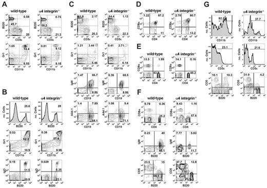 Figure 6. Distribution of α4 integrin–/– and wild-type donor cell subsets in recipient tissues. Adult hematopoietic tissues of mice reconstituted with E12.5 embryonic tissues (AGM region, yolk sac, peripheral circulation, and fetal liver) of wild-type and α4 integrin–/– origin were analyzed by flow cytometry, and sample plots are given (see Table 2 for corresponding statistics. (A-C) Lymphoid (B220+ B-cell and CD3ϵ+ T-cell) and myeloid (CD11b/Gr1) populations for wild-type and α4 integrin–/– donor fractions of the peripheral blood (A), BM (B), and spleen (C) are illustrated. Mature B220+IgD+ and CD19+IgM+ B cells were produced by α4 integrin–/– HSCs in BM and spleen (B, C). Early α4 integrin–/– B cells expressing AA4.1 enter the spleen normally (C). (D,E) CD4/CD8α staining in the thymus (D) and lymph nodes (E) indicates normal T-cell development and distribution in α4 integrin–/– donor populations, as compared to wild-type T cells. (F,G) The inability of α4 integrin–/– cells to engraft the Peyer patches or peritoneal cavity is particularly apparent in the B-cell populations of these tissues. This is most noticeable in the mature B220+IgM+ population of the Peyer patches (F) and the B220+CD5+ B-1 cells of the peritoneal cavity (G).