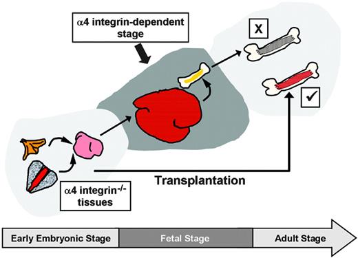 Figure 7. Requirements for α4 integrins throughout embryonic and adult hematopoiesis. A collective summary of works illustrates the requirements for α4 integrin, depending on developmental stage and context. When HSCs develop through the fetal stage into adulthood in the absence of α4 integrin, their differentiation program becomes progressively corrupt (pathway “X”).34,35 However, if the fetal stage is bypassed by transplanting early embryonic α4 integrin–/– HSCs directly into the adult, the hematopoietic deficiency is avoided (pathway “✓”). If normal hematopoiesis is established in the BM, α4 integrin ablation results in only minor defects (not shown).37 Cumulatively, these data suggest that during the fetal/neonatal stage(s) HSC development is strongly α4 integrin dependent.