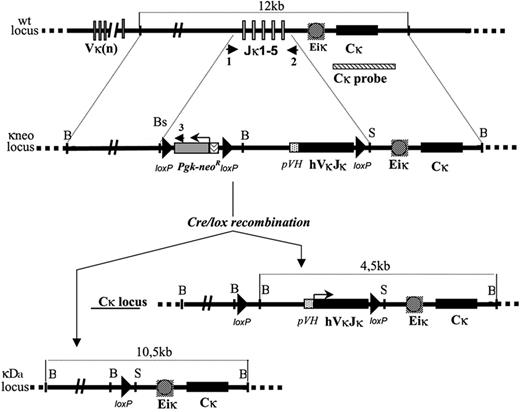 Figure 1. Strategy for the construction of an engineered κ light chain locus. Structure of the targeted locus (not to scale). (Top) wt allele showing an unrearranged Igκ locus, the extent of the Jκ deletion and the localization of the 3′ probe (1.6-kb Afl2 fragment). (Middle) Structure of mutated locus (κ-Neo mutation) after recombination with the targeting vector (in which a Neor cassette flanked by 2 LoxP sites followed with a pVH promoter and with the complete coding sequence of the VκJκ CHEB rearranged exon was used to replace the Jκ cluster); dashed lines indicate the positions of homologous sequences used as 5′ and 3′ arms of the targeting construct. (Bottom) The resulting locus after Cre-mediated deletion of either only the neor cassette (κ-CHEB mutation) or both the CHEB VκJκ exon and the Neor cassette (κ-del mutation). B indicates BamHI; Bs, BsmI; and S, SacI. Only the relevant restriction sites are shown. Short arrows represent the position of primers used for PCR as described in “Materials and methods.” 1 indicates 5′ Jκ; 2,3′ Jκ; and 3, Neo3.