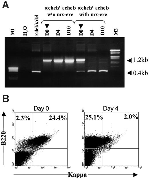 Figure 6. Decay of κCHEB LC upon conditional deletion by pI-pC. (A) PCR analysis of VκJκ CHEB deletion after pI-pC injection. PCR was performed on splenocytes DNA of killed mice at days 0, 4, and 10 after pI-pC injection. The 1.2-kb and 0.4-kb bands correspond to the undeleted and the deleted VκJκ gene, respectively, using 5′Jκ and 3′ Jκ primers indicated in Figure 1. M1 indicates pBS Hpa II ladder; M2, λ HIII/Eco RI ladder. (B) Flow cytometric analysis of B220-positive splenocytes at days 0 and 4 after the first pI-pC injection. Freshly isolated spleen cells were stained with anti-B220 and anti-κ fluorescent antibodies. Percentages of κ-positive and κ-negative B220-positive cells are indicated.
