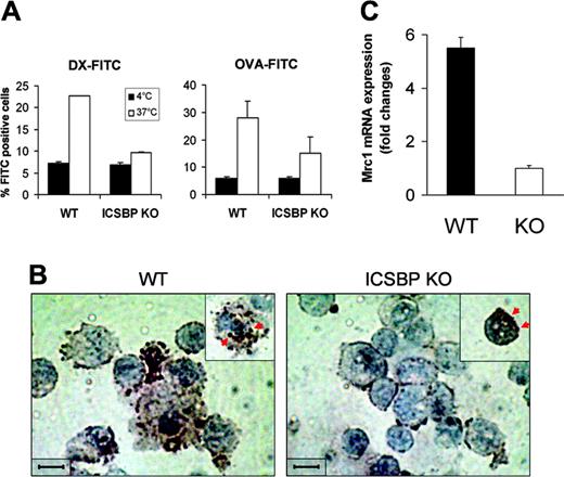 Figure 1. Impaired Ag uptake in splenic DC from ICSBP–/– mice. CD11c+ s-DCs were purified from ICSBP–/– and WT mice by magnetic cell sorting. (A) Cells were incubated for 40 minutes with 1 mg/mL DX-FITC or with 0.2 mg/mL OVA-FITC, then washed and analyzed by FACS. Histograms represent the uptake of FITC-conjugated antigens, expressed as percentage of FITC+ cells, in samples incubated with the Ag at 37°C and control cells incubated with Ag at 4°C. (B) Splenic DCs were incubated with 1 mg/mL HRP for 10 minutes at 37°C, then washed in cold PBS, cytospun on glass slides, and fixed; the enzymatic reaction was then developed. Slides were counterstained with hematoxylin. Brown spots (indicated by red arrows) reflect the presence of HRP in macropynosomal vesicles. Images were observed through an Achroplan 100 ×/1.25 oil-immersion objective lens. Scale bar represents 50 μm. (C) qRT-PCR analysis of mannose receptor (Mrc1) mRNA in ex vivo s-DCs. Total RNA from ICSBP–/– and WT s-DCs was used to generate cDNA that was analyzed by qRT-PCR. The cDNA concentrations were normalized to β-actin expression. Fold change of Mrc1 transcripts in WT s-DCs (▪) are expressed relative to those from ICSBP–/– mice (□) using the ΔΔCT method (“Materials and methods”). Results are represented as the mean ± SD of 3 separate experiments.