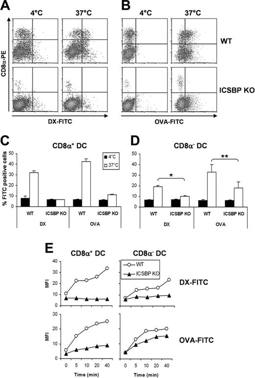 Figure 2. CD8α+ and CD8α– DCs from ICSBP–/– mice exhibit defective ability to capture Ags. Splenic CD11c+ DCs were purified from ICSBP–/– and WT mice by magnetic cell sorting. DCs were incubated for 40 minutes either with 1 mg/mL DX-FITC (A,C-D) or with 0.2 mg/mL OVA-FITC (B-D), washed in cold PBS, and then stained with PE-labeled anti-CD8α mAb. (A-B) Density plots represent the uptake of FITC-conjugated OVA (A) or DX (B) and the expression of CD8α in CD11c+ s-DCs incubated with the Ag at 37°C or, as a control, at 4°C. (C-D) Histograms represent the uptake of Ag in CD8α+-gated (C) and CD8α–-gated (D) s-DCs populations. Data are expressed as the mean percentage of FITC+ cells ± SD of 3 separate experiments. *P < .01; **P < .05, ICSBP–/– versus WT. (E) CD11c+ s-DCs were incubated for various times with DX-FITC or OVA-FITC and then labeled with anti-CD8α mAb. Each dot represents the amount of FITC-conjugated Ag internalized by WT (○) and ICSBP–/– (▴) in CD8α+-gated (left panels) and CD8α–-gated (right panels) s-DCs. Zero time represents the background fluorescence of cells incubated with the Ag at 4°C. Data are representative of 2 separate experiments.