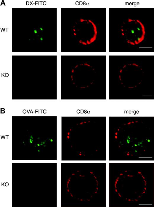 Figure 3. Lack of endocytic activity in CD8α+ s-DCs from ICSBP–/– mice. WT and ICSBP–/– s-DCs were incubated for 40 minutes at 37°C with 2 mg/mL DX-FITC (A) or 0.3 mg/mL OVA-FITC (B), washed in cold PBS, and placed on a microscope slide. Cells were then stained with biotin-conjugated anti-CD8α mAb followed by labeling with streptavidin–Alexa 594. Slides were then fixed in cold acetone and analyzed by CLSM. Several cells for each labeling condition were analyzed and representative images are shown. Scale bars correspond to 5 μm. Images were observed through a 63 ×/1.40 PLApo oil-immersion objective lens.