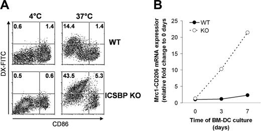 Figure 5. Increased Ag uptake of BM-DCs from ICSBP–/– mice. BM-DCs of ICSBP–/– and WT mice were cultured for 6 days in the presence of GM-CSF. (A) Cells were then incubated for 40 minutes with 1 mg/mL DX-FITC and then stained for CD11c and CD86 expression. Density plots represent the uptake of the DX and the relative expression of CD86 in a population gated on forward–side scatter properties and on CD11c positivity. Data are representative of 3 separate experiments. (B) qRT-PCR analysis of mannose receptor (Mrc1) transcript levels in BM-DCs at different times of culture. Total RNA was extracted from ICSBP–/– and WT BM-DCs at the indicated time points and used to generate cDNA that was analyzed by qRT-PCR. The cDNA concentrations were normalized to β-actin expression. The fold changes of Mrc1 transcripts of WT (•) and ICSBP–/– BM-DCs (○) are expressed relative to 0 days using the ΔΔCT method (“Materials and methods”). Results are representative of 3 separate experiments.