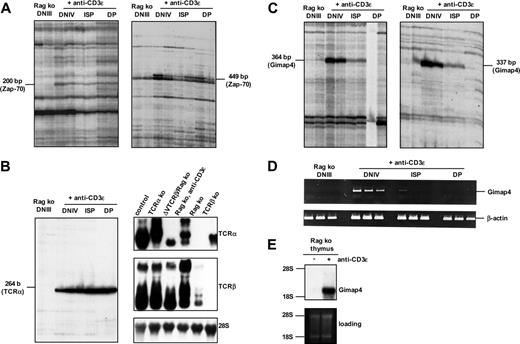Figure 1. Differential mRNA display of T-cell subsets derived from the anti-CD3–inducible T-cell differentiation system. (A) Arrested double-negative DNIII thymocytes from untreated as well as DNIV immature single-positive (ISP) and double-positive (DP) thymocytes from anti-CD3ϵ–treated Rag ko mice were sorted in doublet, and total RNA was used for differential mRNA display. Zap-70 mRNA was identified twice with the 2 arbitrary 5′ primers AP02 (200 bp, left) and AP11 (449 bp, right) in combination with T11G primers. (B) Germ-line TCRα transcripts were found with the primer set AP16 and T11G (264 bp). Northern blot of total RNA from thymi of the indicated mice (right panels) confirmed the onset of germ-line TCRα transcription in anti-CD3ϵ–induced Rag ko thymocytes. (C) With 2 different primer sets, AP03/T11G (left) and AP04/T11G (right), a single differentially expressed cDNA species was identified independently. (D) Semiquantitative PCR with gene-specific primers verified the differential expression of Gimap4; depicted are 40, 30, and 20 cycles from left to right. (E) Northern blot of RNA from thymi of anti-CD3ϵ–treated or nontreated Rag ko mice confirmed quantitatively the expression and the CD3-dependent induction of Gimap4. A labeled cDNA probe revealed a single message of 1.8 kb.