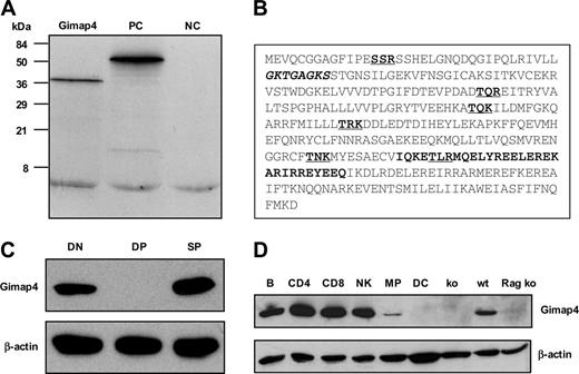 Figure 2. Characterization of the GTPase family member Gimap4. (A) In vitro transcription/translation of Gimap4 cDNA revealed a 38 kDa protein. Positive control (PC) (51 kDa luciferase) and negative control (NC) (the empty vector) are included. (B) A motif search revealed a P loop (bold, italic), an IQ domain (bold), and several PKC phosphorylation sites (bold, underlined). (C) The protein expression pattern of Gimap4 was determined by Western blotting on sorted DN, DP, and SP thymocytes using polyclonal rabbit antibodies directed against various parts of mouse Gimap4. Blots were reprobed with anti–β-actin as a loading control. (D) Western blot of sorted hematopoietic subsets: B cells (B), CD4+ T cells, CD8+ T cells, natural killer cells (NK), macrophages (MP), and dendritic cells (DC). Thymocytes from a Rag ko mouse and splenocytes from Gimap4 ko (see Figure 5) served as a negative control; splenocytes from a wild-type (wt) mouse, as a positive control.