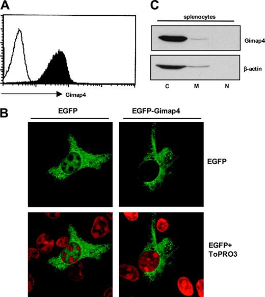 Figure 3. Distribution and subcellular localization of Gimap4. (A) Flow cytometric detection of Gimap4. Splenocytes from a wild-type mouse were intracellularly stained with Gimap4-fluorochrome (black), and nonstained cells were used as comparison (white), showing that expression of Gimap4 on lymphocytes is ubiquitous. (B) HeLa cells were transiently transfected with an N-terminal Gimap4-EGFP fusion protein. Cells were incubated with ToPRO3 for nuclear staining (red), and confocal microscopy was used to visualize the localization of Gimap4. HeLa cells transfected with the empty vector served as a control. (C) Different cellular fractions (cytosol, C; membranes, M; nucleus, N) were isolated from splenocytes,27 and Western blot analysis was performed with anti-Gimap4.