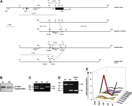 Figure 5. Targeting of the Gimap4 locus. (A) An internal 1.1 kb EcoRV fragment (comprising the 3′ end of the intron and most of exon 3 encoding the GTPase domain) was replaced by a blunted 1.4 kb BamHI/KpnI selection cassette containing a floxed neomycin gene. (B) Gimap4-targeted mice were screened by Southern blot of EcoRI-digested tail DNA using a 3′-specific probe and (C) by PCR; a 1.35 kb and a 1.65 kb band identified the wt and the targeted allele, respectively. (D) Targeted Gimap4 ko's were also crossed with Cre deleter, and PCR analysis was performed; the wt allele is 1.35 kb, the ko allele 0.4 kb. (E) Total RNA from DNIII, DNIV, ISP, and DP thymic subsets, obtained from Rag-deficient mice triggered with or without anti-CD3, as well as RNA from peripheral T cells (mT) have been used for quantitative PCR for Gimap family members. GAPDH was used as an endogenous control for normalization of targets.
