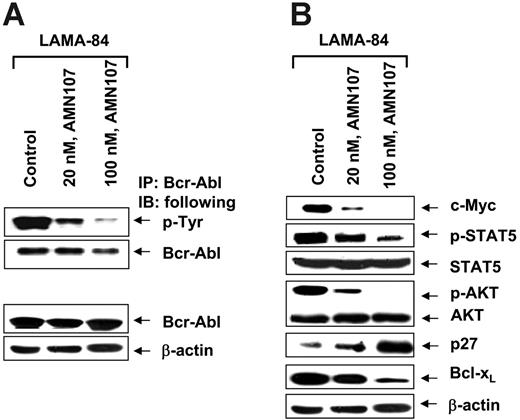 Figure 2. AMN107 inhibits autophosphorylation of Bcr-Abl and attenuates p-STAT5, p-AKT, c-Myc, and Bcl-xL levels. (A) LAMA-84 cells were treated with the indicated concentrations of AMN107 for 24 hours. Following this, immunoprecipitates were obtained with protein G-agarose beads coated with anti-Abl antibody and immunoblotted with antiphosphotyrosine antibody or anti-Abl antibody. (B) Alternatively, cell lysates of LAMA-84 cells were used for Western blot analyses of p-STAT5, STAT5, c-Myc, Bcl-xL, p-AKT, AKT, and p27, using specific antibodies. The levels of β-actin served as the loading control.
