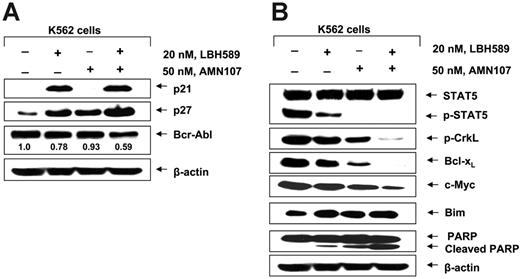 Figure 3. Cotreatment with LBH589 and AMN107 causes greater attenuation of p-AKT, p-STAT5, p-CrkL, Bcl-xL, and c-Myc but induces more p27, Bim, and PARP cleavage in K562 cells. (A) Following treatment of K562 cells with 20 nM LBH589 and/or 50 nM AMN107 for 24 hours, Western blot analyses of Bcr-Abl, p21, and p27 was performed on the cell lysates. The levels of β-actin served as the loading control. (B) Following treatment of K562 or LAMA-84 cells with 20 nM LBH589 and/or 50 nM AMN107 for 24 hours, Western blot analyses of p-STAT5, STAT5, p-CrkL, Bcl-xL, c-Myc, Bim, and PARP was performed on the cell lysates. The levels of β-actin served as the loading control.
