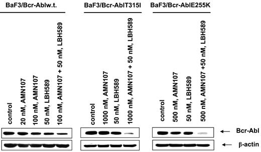 Figure 6. Cotreatment with LBH589 and AMN107 causes more depletion of Bcr-Abl in BaF3/Bcr-Abl, BaF3/Bcr-AblT315I, and BaF3/Bcr-AblE255K cells. Cells were treated with the indicated concentrations of LBH589 and/or AMN107 for 24 hours. Following this, the cell lysates were harvested and immunoblotted with the anti–Bcr-Abl antibody. The levels of β-actin served as the loading control.