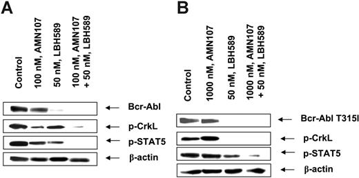 Figure 7. Cotreatment with LBH589 and AMN107 depletes the levels of Bcr-Abl, p-CrkL, and p-STAT5 in IM-resistant primary CML-BC cells. Two purified samples of IM-resistant CML-BC cells, sample 5 without a known mutation in Bcr-Abl (A) and sample 9 with expression Bcr-AblT315I (B), were exposed to LBH589 and/or AMN107 for 24 hours. Following this, the cell lysates were harvested and immunoblotted with the anti–Bcr-Abl, p-CrkL, or p-anti–p-STAT5 antibody. The levels of β-actin served as the loading control.
